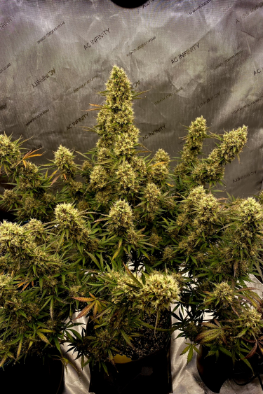 Instagram Mimosa Cake Auto