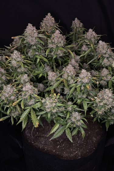 Instagram Northern Lights Auto