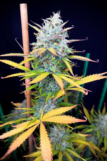 Instagram Pound Cake Auto