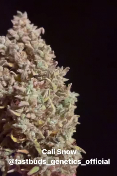 Californian Snow Auto