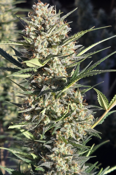 Instagram Super Boof Auto