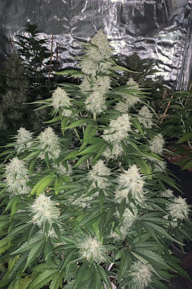 Instagram Gelato Auto