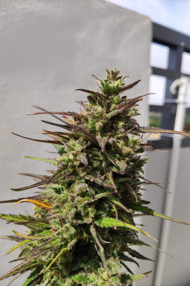 Instagram Cinderella Auto