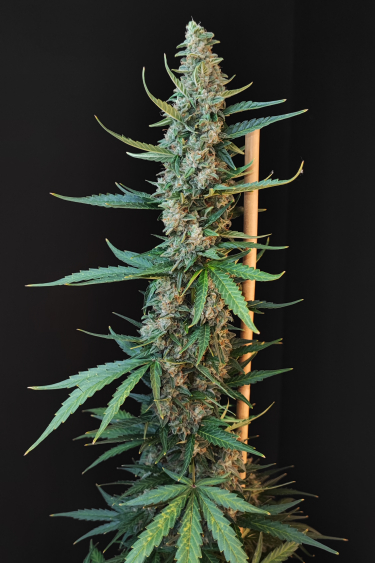 Instagram White Widow Auto