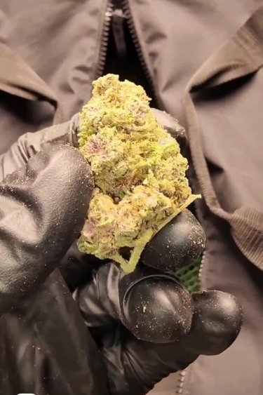 Forbidden Runtz Auto