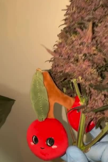 Instagram Lemon Cherry Cookies Auto