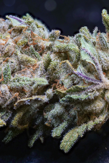 Instagram Trainwreck Auto