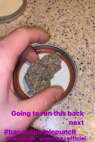 Banana Purple Punch Auto