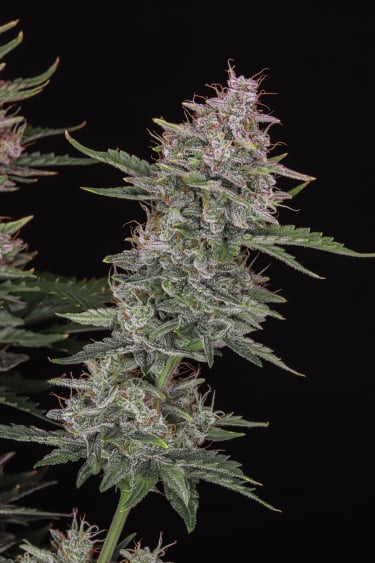 Instagram Sour Diesel Auto