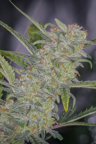 Instagram Trainwreck Auto