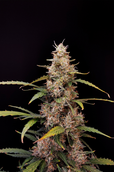 Instagram Amnesia Haze Auto