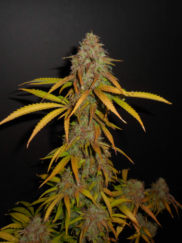 Instagram Pineapple Express Auto