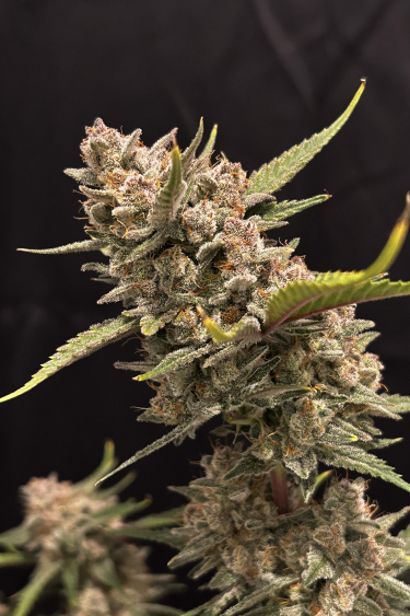 Instagram Ztrawberriez Auto