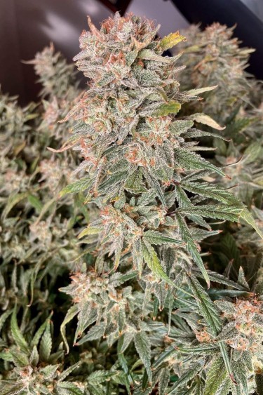 Instagram Lemon Pie Auto
