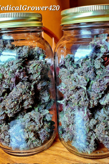 Instagram LSD25 Auto