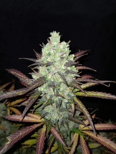 Instagram Tangie Auto