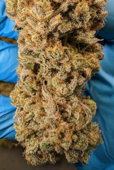 Instagram Chemdawg Auto