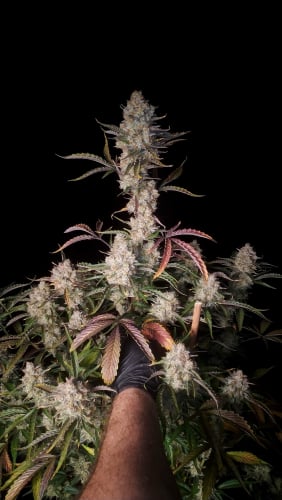 Instagram Gorilla Z Auto