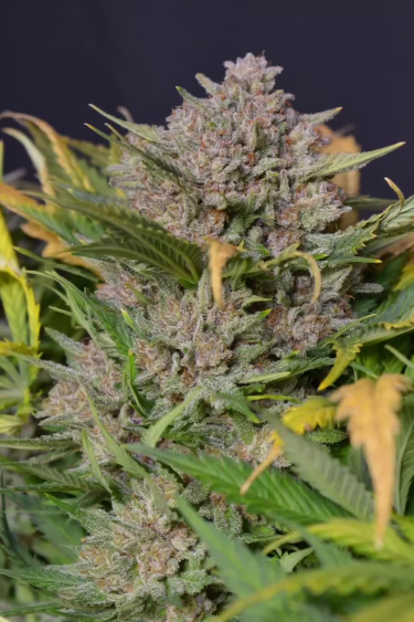 Cherry Cola Auto