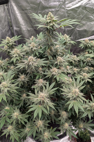 Instagram Rainbow Melon