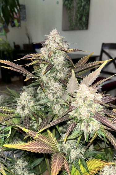 Instagram Blueberry Auto