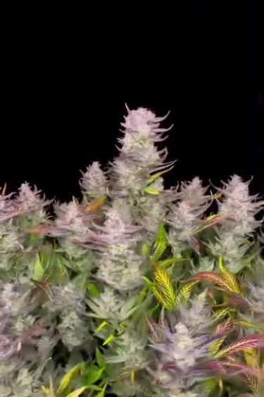 Papaya Cookies Auto™