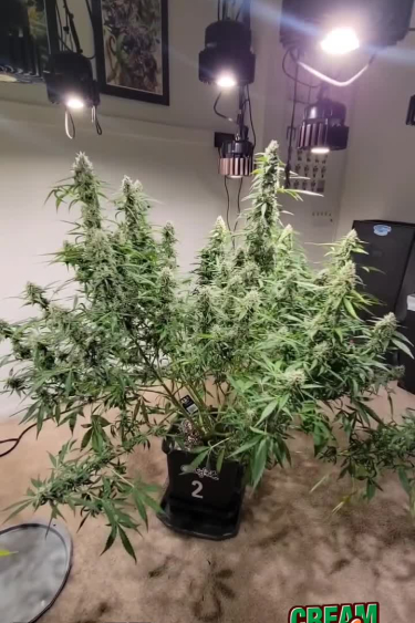Cream Cookies Auto
