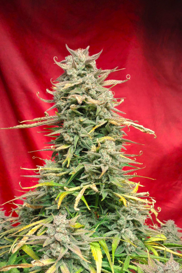 Instagram Strawberry Banana Auto