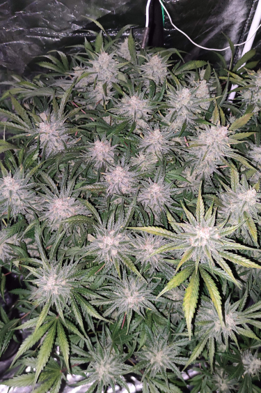 Instagram Blue Dream Auto