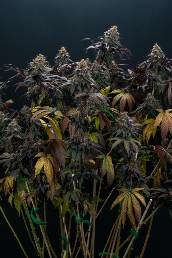 Instagram Lemon Cherry Runtz