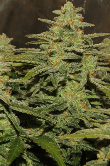 Instagram Northern Lights Auto