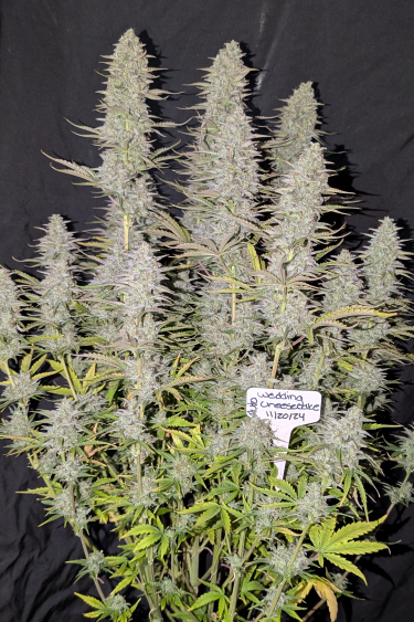 Instagram Wedding Cheesecake Auto