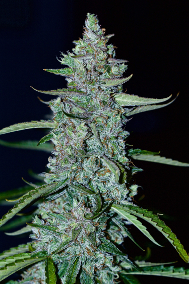 Instagram Lemon AK Auto