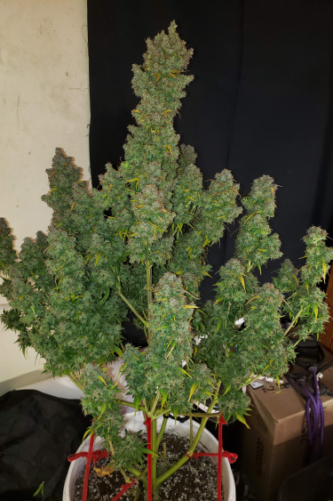 Instagram Smoothie Auto