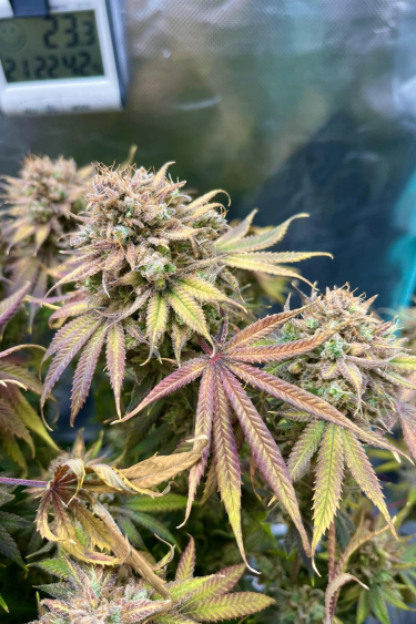 Instagram Lemon Mandarin