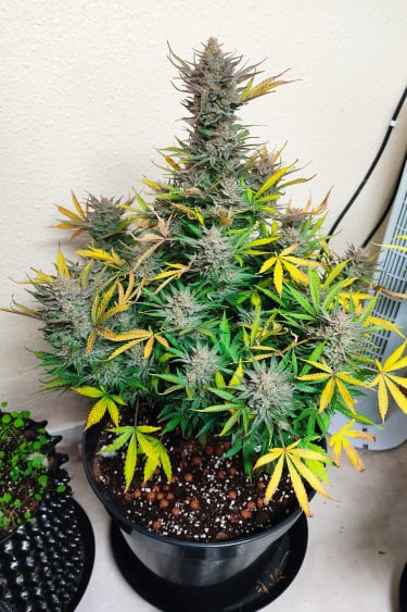 Instagram Pineapple Express Auto