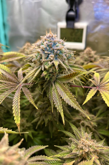 Instagram Lemon Mandarin