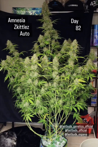 Instagram Amnesia Z Auto