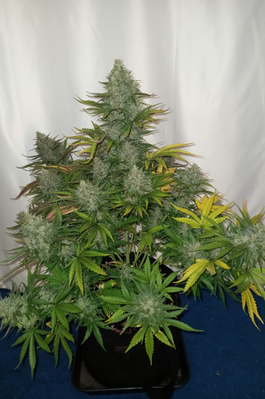 Instagram Cheese Auto