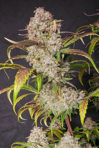 Instagram Tropicana Cookies Auto