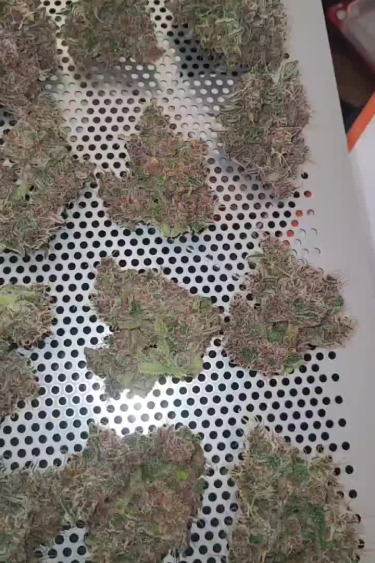 Papaya Cookies Auto™