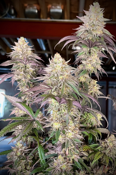 Instagram Papaya Sherbet