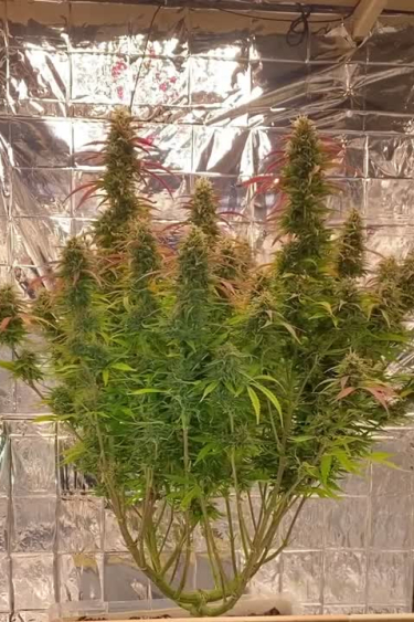 Forbidden Runtz Auto