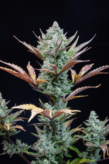 Instagram Wedding Glue Auto