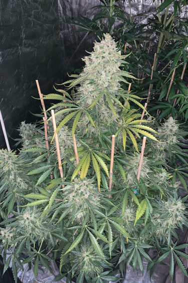 Instagram Lemon Pie Auto