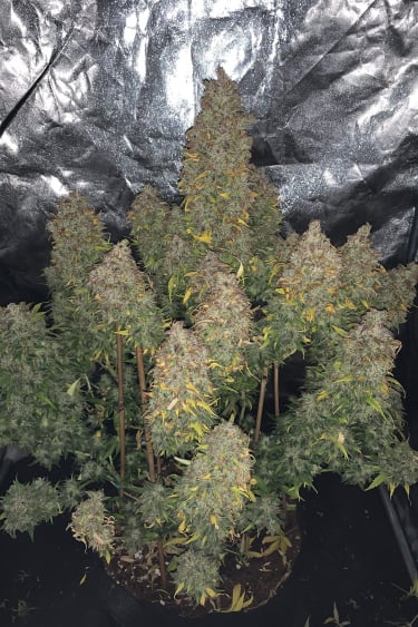 Instagram Smoothie Auto