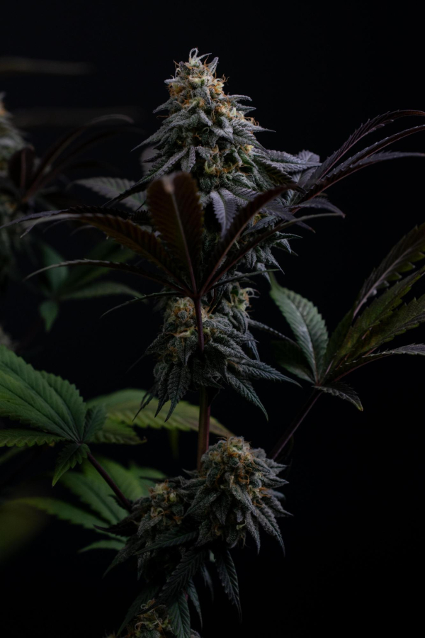 Instagram Lemon Cherry Runtz