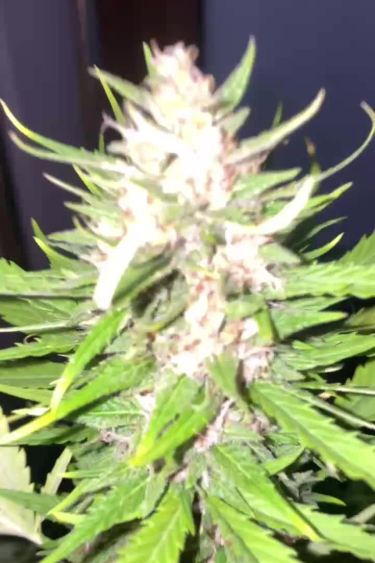 Gorilla Cookies FF