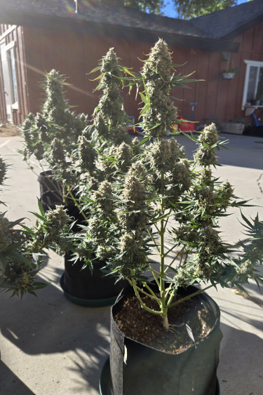 Instagram Super Boof Auto