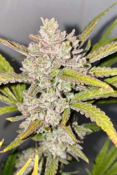 Instagram Strawberry Pie Auto